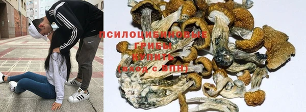 шишки Арсеньев